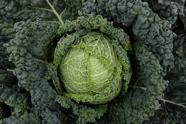 Kapusta włoska (Brassica oleracea var. sabauda)