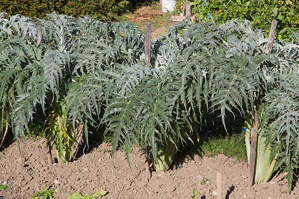 Karczoch hiszpański, kard (Cynara cardunculus)