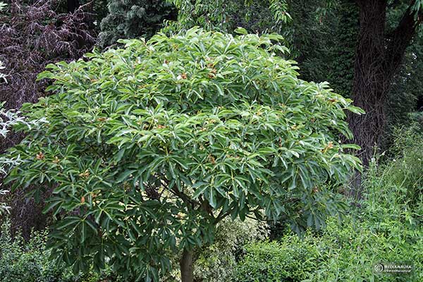 Kasztanowiec krwisty (Aesculus pavia)