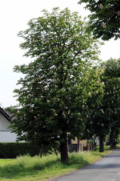 Kasztanowiec zwyczajny, kasztanowiec biały (Aesculus hippocastanum)