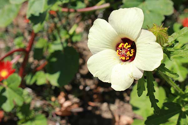 Ketmia letnia (Hibiskus trionum)