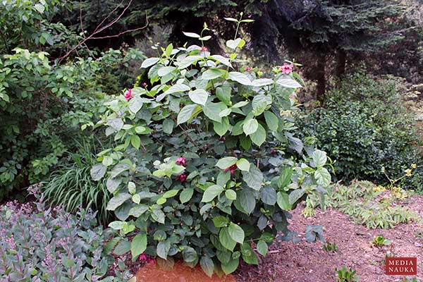 Kielichowiec Raulstona (Calycanthus ×raulstonii)