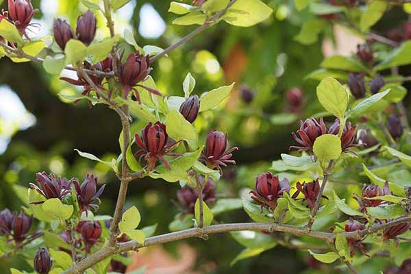 Kielichowiec wonny (Calycanthus floridus)