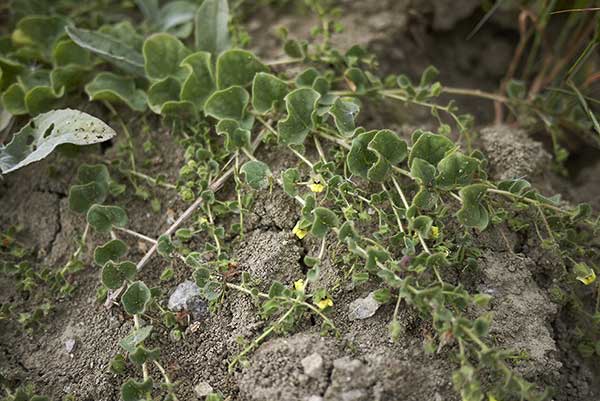 Kiksja zgiętoostrogowa (Kickxia spuria)