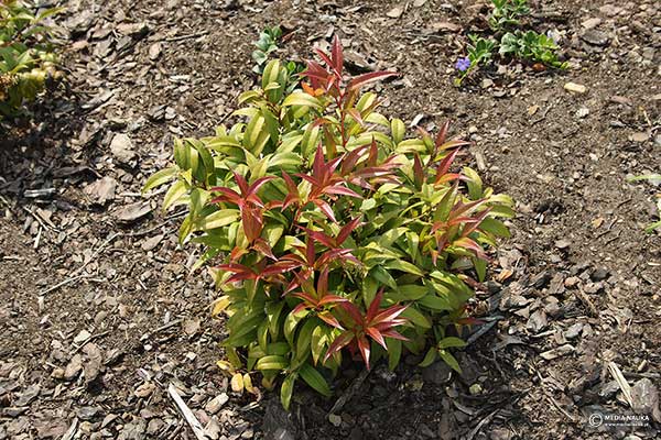 Kiścień japoński (Leucothoe keiskei)