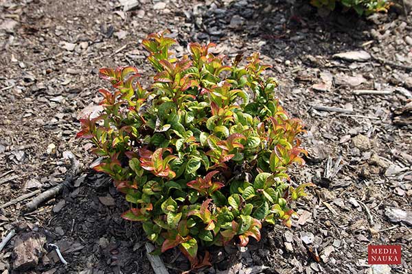 Kiścień kątnolistny (Leucothoe axillaris)