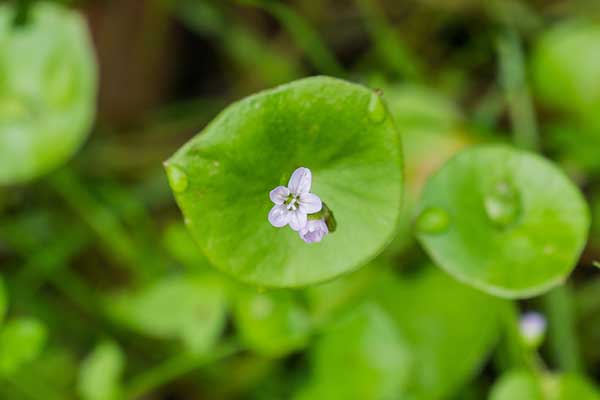 Klajtonia przeszyta (Claytonia perfoliata)