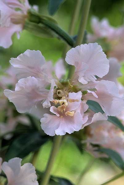 Klarkia wytworna (Clarkia elegans)