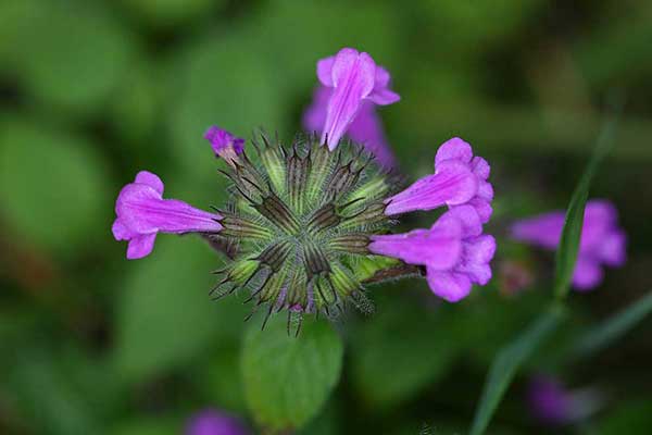 Klinopodium pospolite, czyścica storzyszek (Clinopodium vulgare)