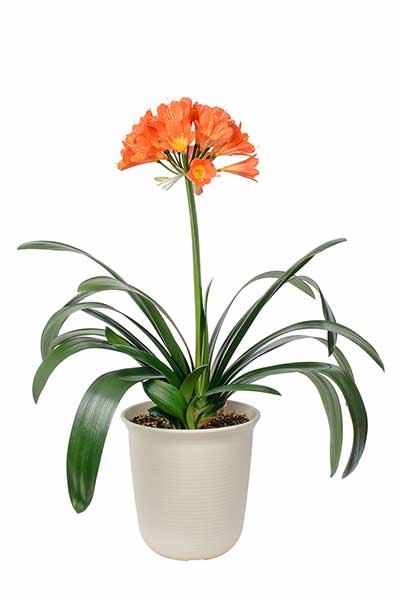 Kliwia pomarańczowa (Clivia miniata)