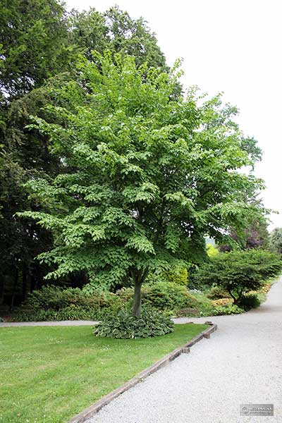 Klon Davida (Acer davidii)