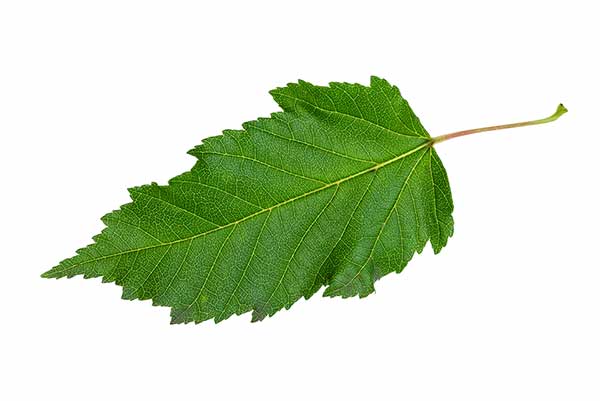 Klon ginnala (Acer ginnala)