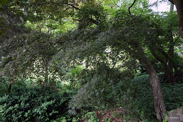 Klon palmowy (Acer palmatum)