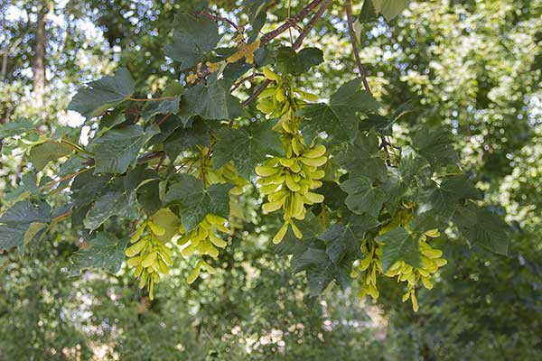 Klon polny (Acer campestre)