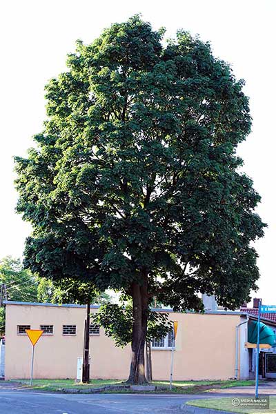 Klon pospolity, klon zwyczajny (Acer platanoides)