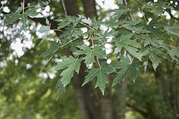 Klon srebrzysty (Acer saccharinum)