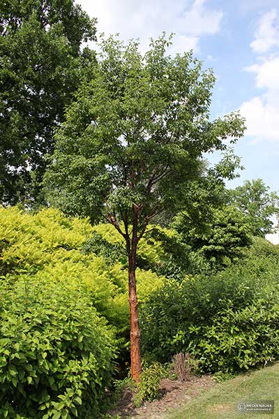 Klon strzępiastokory (Acer griseum)