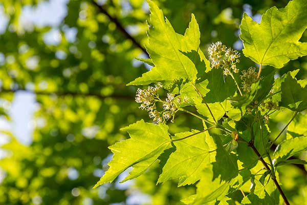 Klon tatarski (Acer tataricum)