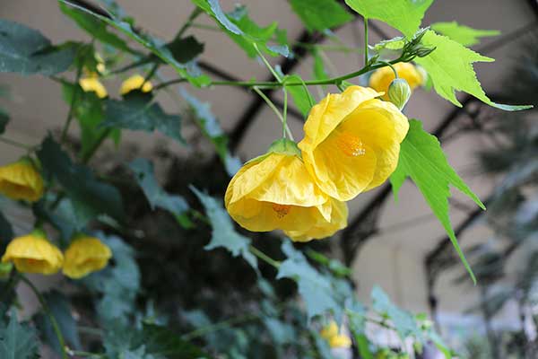 Zaślaz mieszańcowy, klonik (Abutilon ×hybridum)