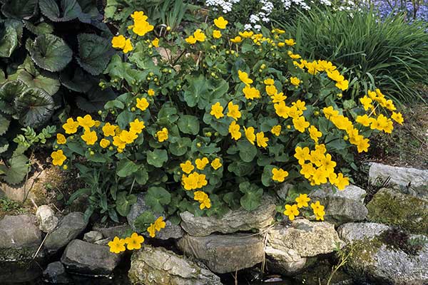 Knieć błotna, kaczeniec (Caltha palustris)