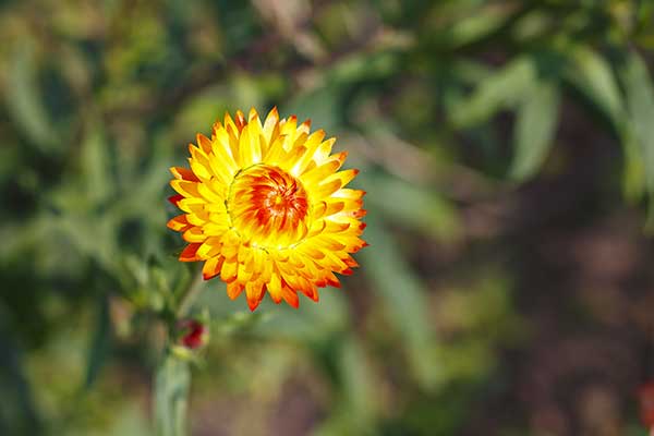 Kocanki ogrodowe (Helichrysum bracteatum)