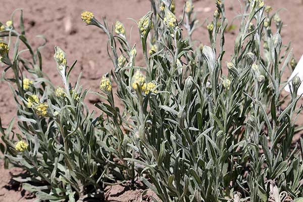 Kocanki piaskowe (Helichrysum arenarium)