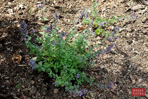 Kocimiętka groniasta (Nepeta racemosa)