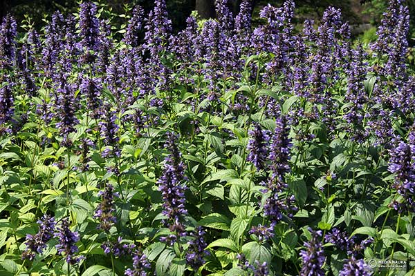 Kocimiętka kubańska (Nepeta kubanica)