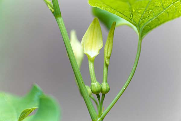 Kokornak powojowaty (Aristolochia clematitis)