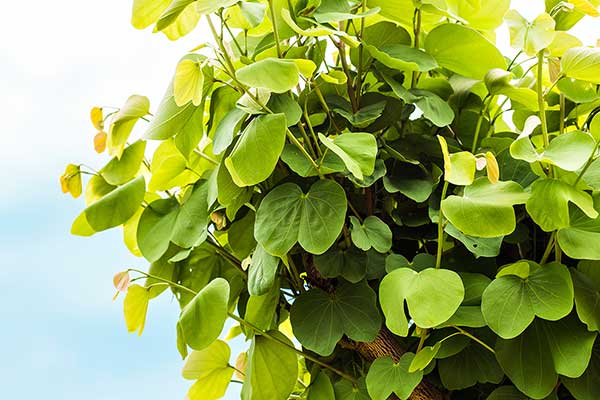 Kokornak wielkolistny (Aristolochia durior)