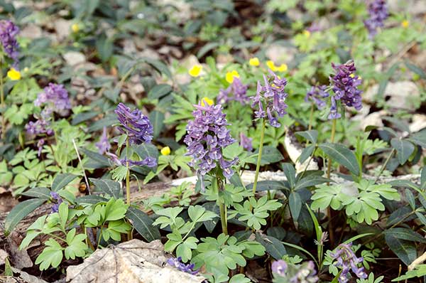 Kokorycz pełna (Corydalis solida)