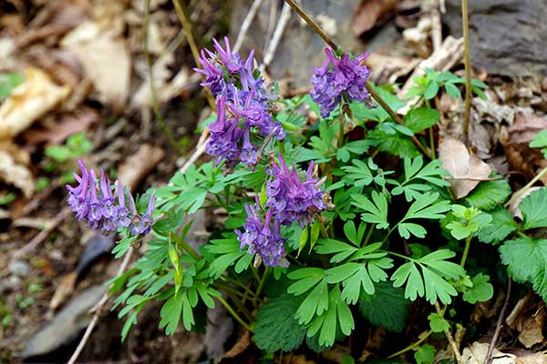 Kokorycz pusta (Corydalis cava)