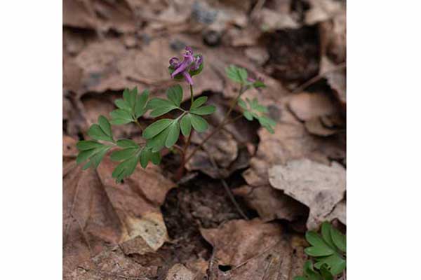 Kokorycz wątła (Corydalis intermedia)