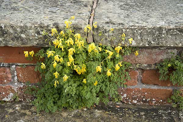 Kokorycz żółta (Corydalis lutea)