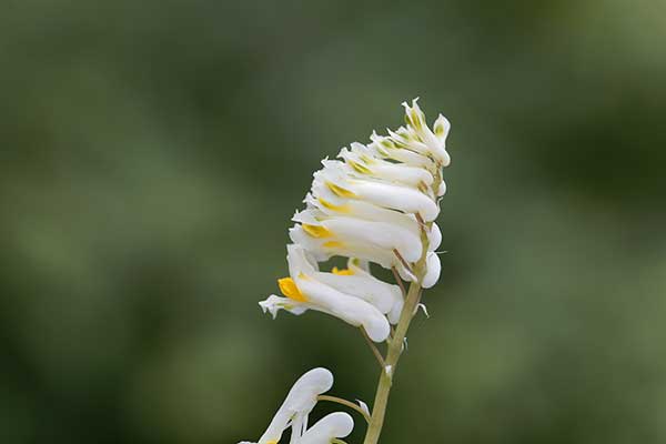 Kokorycz żółtawa (Corydalis capnoides)