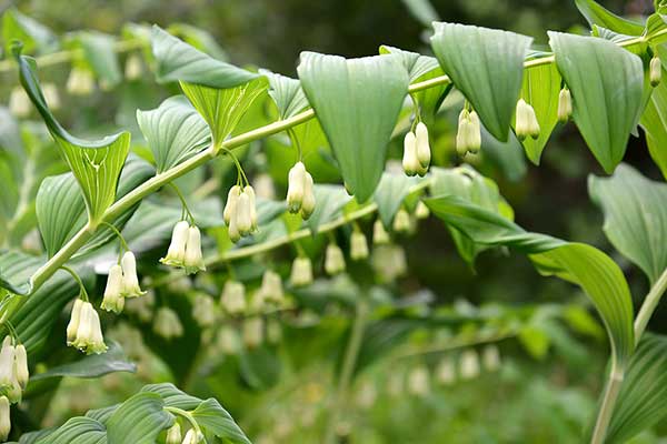 Kokoryczka wielokwiatowa (Polygonatum multiflorum)