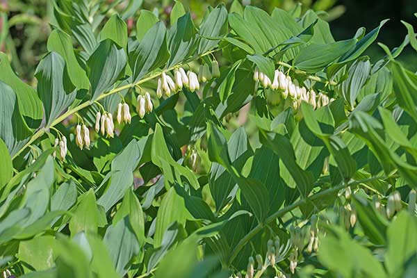 Kokoryczka wonna (Polygonatum odoratum)