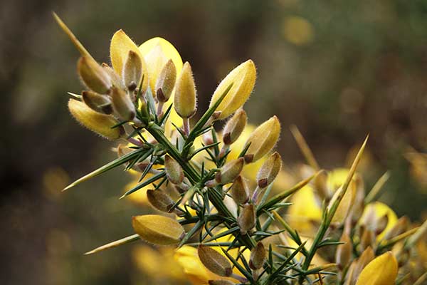 Kolcolist zachodni (Ulex europaeus)