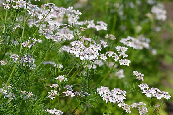 Kolendra siewna (Coriandrum sativum)