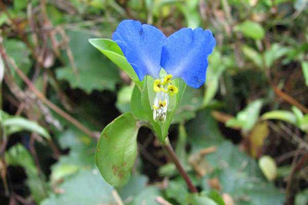 Komelina zwyczajna (Commelina communis)