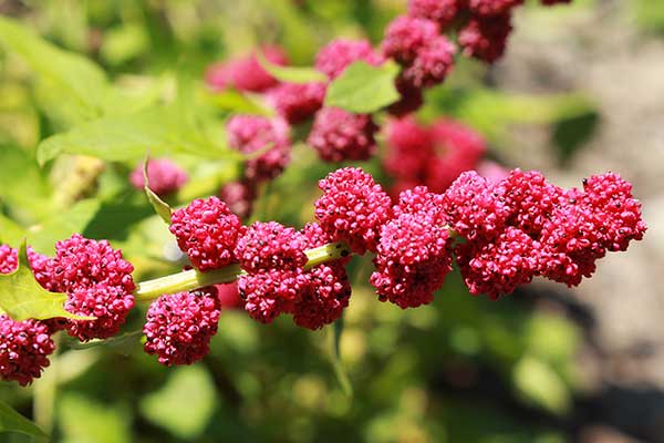 Komosa główkowata (Chenopodium capitatum)