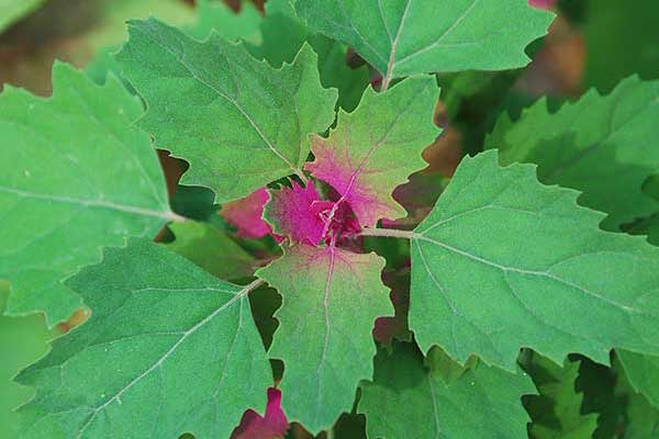 Komosa olbrzymia (Chenopodium giganteum)