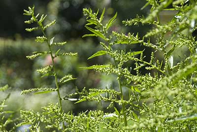 Komosa piżmowa (Chenopodium ambrosioides)