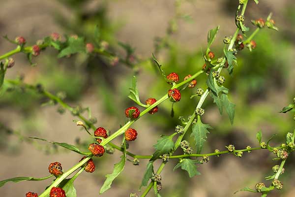 Komosa rózgowata (Chenopodium foliosum)