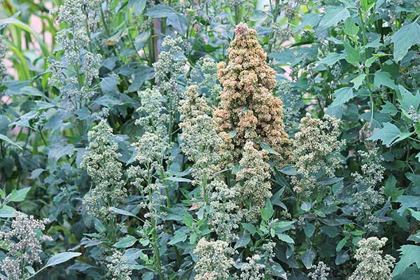 Komosa ryżowa (Chenopodium quinoa)