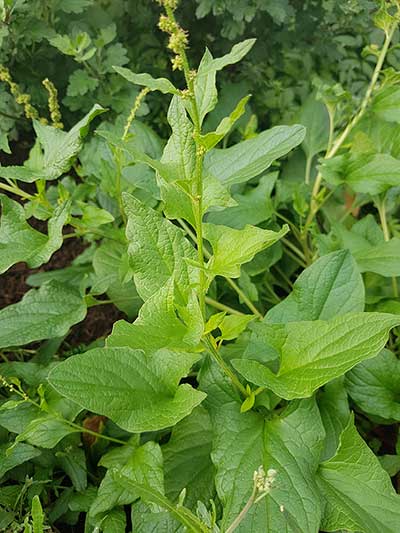 Komosa strzałkowata (Chenopodium bonus-henricus)