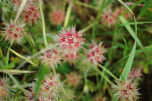 Koniczyna gwiazdkowata (Trifolium stellatum)