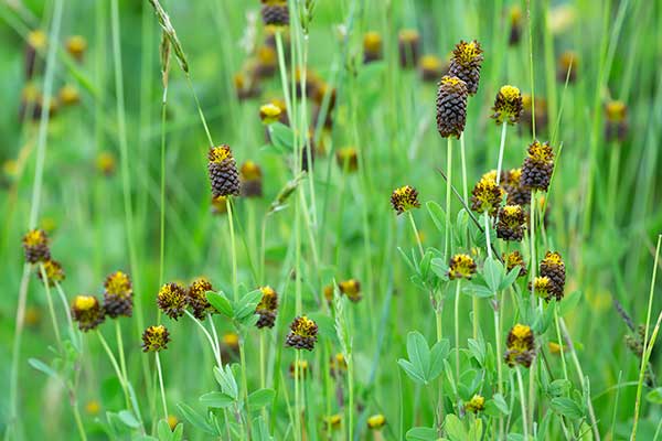 Koniczyna kasztanowata (Trifolium spadiceum)