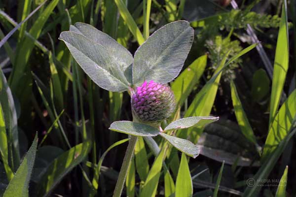 Koniczyna łąkowa, koniczyna czerwona (Trifolium pratense)