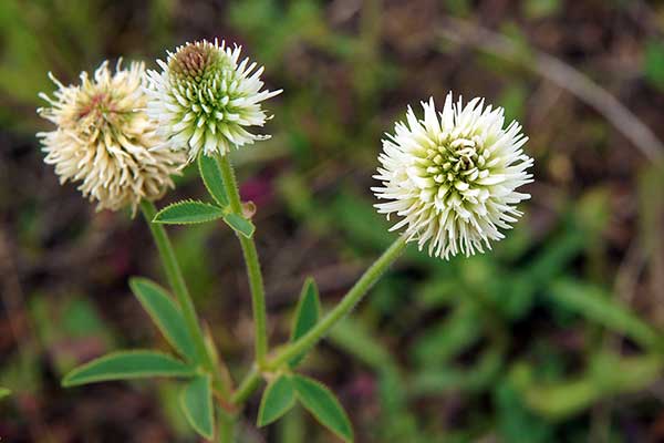 Koniczyna pagórkowa, Targownik (Trifolium montanum)